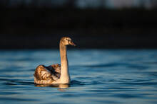 A Young Swan Swim Towards The Sun