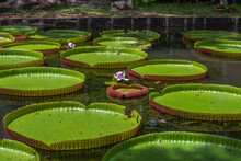 Giant Water Lily In Botanical Garden On Island Mauritius . Victoria Amazonica, Victoria Regia