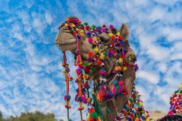 Wall Mural - Decorated camel head in desert Thar during the annual Pushkar Camel Fair near holy city Pushkar, Rajasthan, India