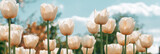 Spring banner, blossom background. Amazing white tulip flowers blooming in a tulip field. Tulips field. White flower tulips flowering in tulips field.