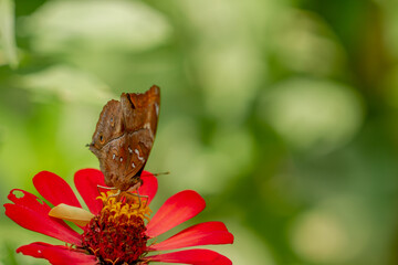 A brown butterfly looking for honey and perched on a red zinnia flower on a blurred green foliage background, nature concept