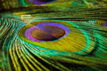 Peacock Feather Close Up, Peacock Feather, Peafowl Feather.