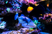 Lagoon Triggerfish Also Known As The Blackbar Triggerfish, Picasso Triggerfish And Picassofish Among The Underwater Coral Reefit's Popular To Used As A Pet In An Aquarium. Selective Focus.