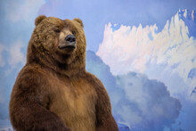 A Bear Looks Upon The World With Optimism. 