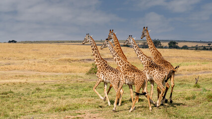 Wall Mural - Giraffe in front Amboseli national park Kenya masai mara.(Giraffa reticulata) sunset.