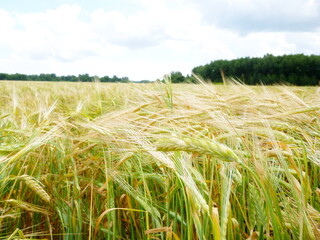 Agricultural rye field under sky with clouds. Harvest theme.