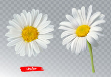 Two Chamomile Flowers On Transparent Background. Realistic Illustration Of Daisy Flowers.