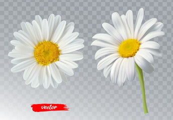 Two chamomile flowers on transparent background. Realistic illustration of daisy flowers.