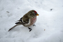 A Male Common Redpoll With A Bright Red Patch On Its Forehead And A Red Breast Standing In Snow And Eating Sunflower Seeds