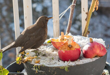 Blackbird Songbird - Winter Bird Feeding
