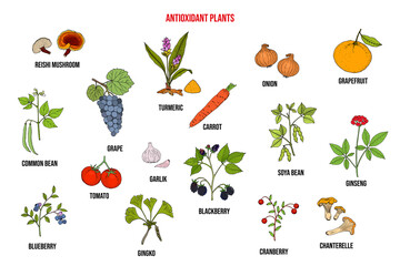 Wall Mural - Set of different antioxidant plants