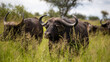 African buffalo in the wild - Kruger National Park