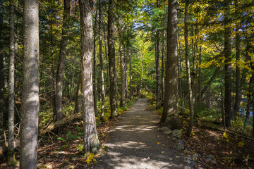 Wall Mural - In the forest at fall in Mont Megantic National Park, located in Eastern 