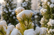 Sosna Winter Gold pod śniegiem, zdjęcie z bliska