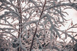Ośnieżone i zmrożone gałęzie drzewa, sceneria zimowa, śnieg na drzewie