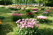 Tulpen im Gräflichen Park in Bad Driburg