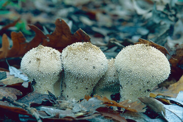 Canvas Print - specimens of common puffball mushroom