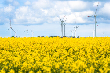 Canvas Print - Wind farm in Poland. Electric windmills in field of rapeseed. Blurred foreground.