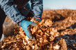 © Shi  - Gloved woman gathering leaves in a pile. Worker gathering leaves in the city park