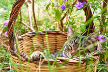 Cute Gray Tabby Cat Sleeping In Basket In The Garden. Spring Holidays Greeting Card. Animals Theme.