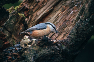 Wall Mural - wood nuthatch