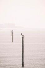 Pelican Resting On A Post In The Ocean