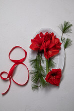 Amaryllis On White Plate And Red Ribbon