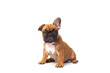 © yana136 - cute funny ginger french bulldog puppy sitting isolated on white background looking at the camera with place for text and copy space. funny animals concept