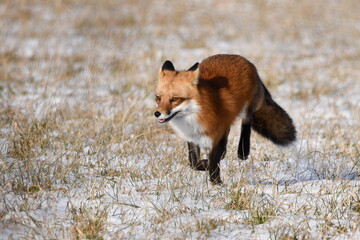 Poster - Winter scene of a Red Fox running through a snow covered agricultural field