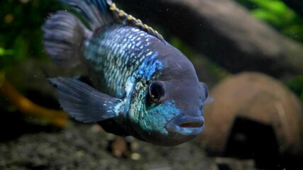 Wall Mural - adult electric blue acara dominant male stare attentively at camera, freshwater cichlid fish, beautiful and peaceful artificial breed species, head view footage