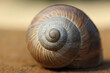 © UMIT - An empty snail shell