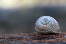 An Empty Snail Shell On Red Stone