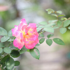 Wall Mural - Pink and yellow Rose flower