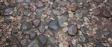 Stone Paving And Fallen Oak Leaves