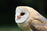 Fototapeta Zwierzęta - Barn owl profile