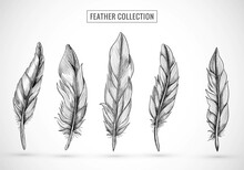 Hand Draw Feather Sketch Set Design