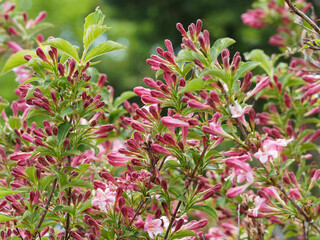 Canvas Print - Branches arquées du weigelia ou weigela florida portant des boutons floraux rouge et rose en cours de formation à l'aisselle de feuilles vertes