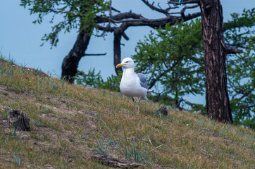 big seagull on the shore of Lake Baikal