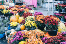 Many Flowers Of Chrysanthemums Of Different Colors In Pots And Pumpkins Are Sold At The Street Market In The Fall