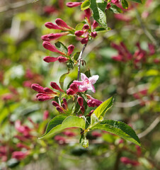 Poster - Boutons floraux rouges, fleurs roses et feuillage vert sur une branche  pendante du petit arbuste Weigelia ou weigela florida