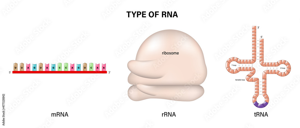 Types of RNA. Messenger RNA (mRNA), transport RNA (tRNA) and ribosomal ...