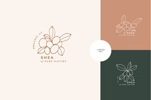 Vector Illustration Shea Branch - Vintage Engraved Style. Logo Composition In Retro Botanical Style.