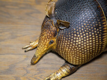 Portrait Of A Nine-belted Armadillo (Latin Dasypus Novemcinctus) With A Beautiful Scaly Brown Skin On A Gray Background. The Animal World Is Mammals.