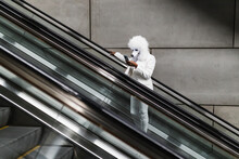 Woman Wearing Dog Mask Using Mobile Phone On Escalator