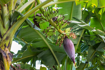 Wall Mural - Close up view of the organic green banana bunch on the tree in the garden