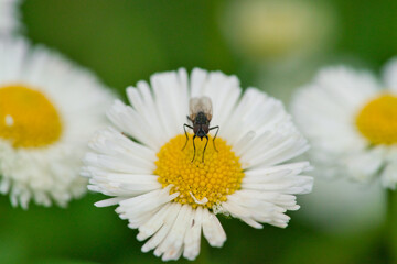 Wall Mural - Small fly on wet chamomile petals close-up on green nature background.