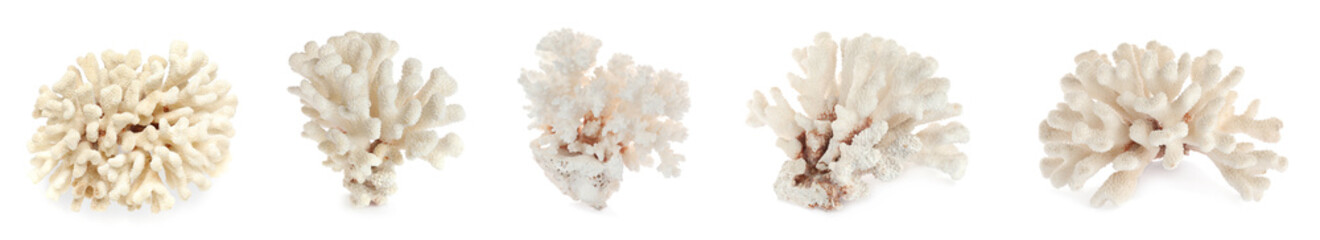 Wall Mural - Set with beautiful corals on white background. Banner design