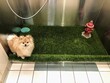 © christopher - A cute dog sitting on an artificial pee mat at a bathroom specialized for dogs in airports.