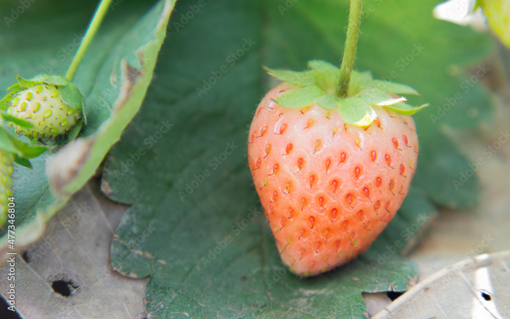 Strawberries are ripening. and green strawberries and strawberry flowers
In the green leaves the ground is covered with natural dry leaves.