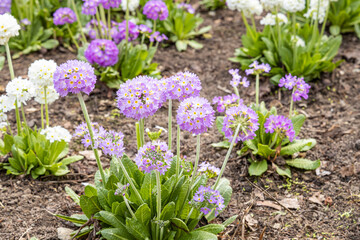 Wall Mural - White and violet round Primrose flowers with beautiful green leaves bloom in spring in the garden